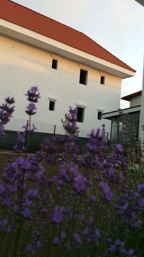 Sunny Border (Adults Only) Otel Vama Veche Dış mekan fotoğraf